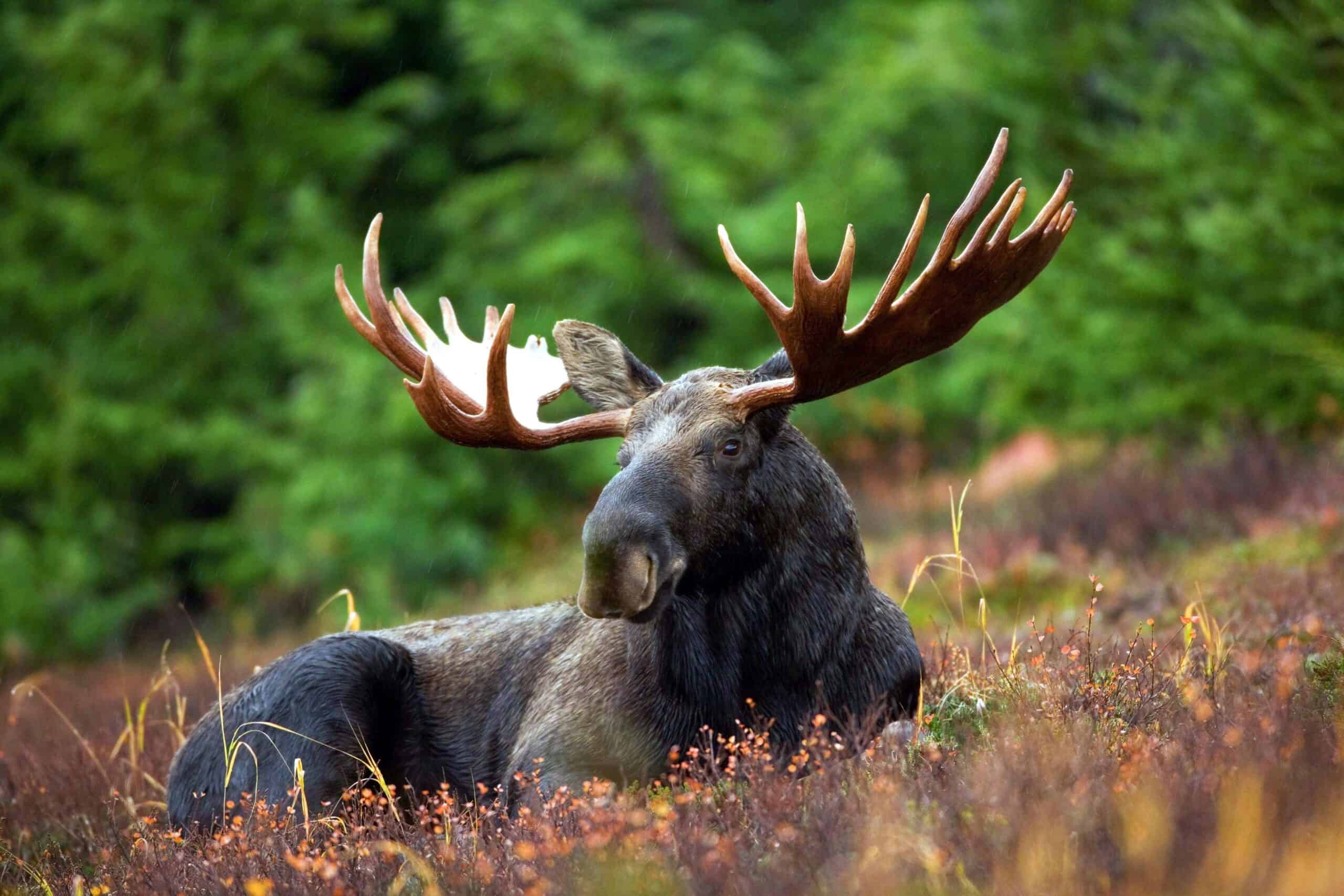 moose lying down in fall medow